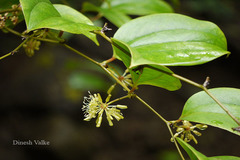 Smilax ovalifolia